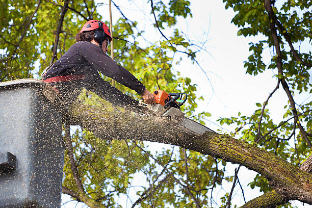  Kurtistown, HI Tree Service Pros